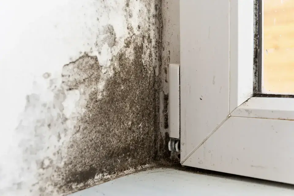 Your Trusted Local Experts for Mead, CO Water Damage — Mead, CO